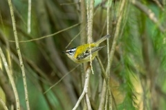 Regulus_ignicapillus_2023_1005_1107-8