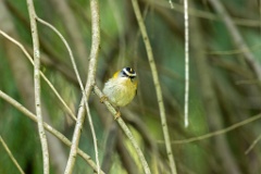 Regulus_ignicapillus_2023_1005_1107-9