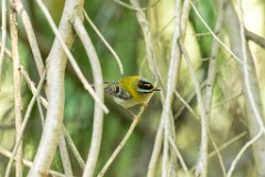 Regulus_ignicapillus_2023_1005_1107