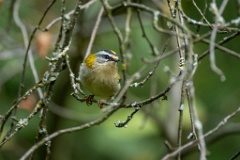 Regulus_ignicapillus_2024_0919_1103-10