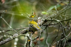 Regulus_ignicapillus_2024_0919_1103-11