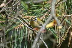 Regulus_ignicapillus_2024_0919_1103-13