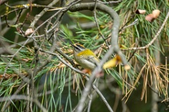 Regulus_ignicapillus_2024_0919_1103-14