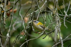 Regulus_ignicapillus_2024_0919_1103-8