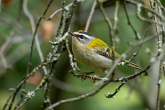 Regulus_ignicapillus_2024_0919_1103-9