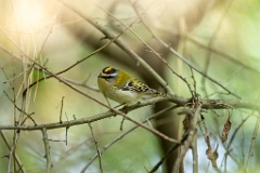 Regulus_ignicapillus_2024_0919_1104-2