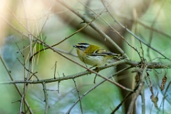 Regulus_ignicapillus_2024_0919_1104