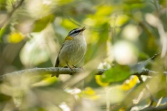 Regulus_ignicapillus_2024_0919_1316