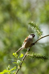 bird_singing_Remiz_pendulinus200905091650