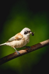 birds_feeding_nest120506-1_Remiz_pendulinus_2012_0604_1009