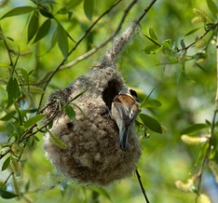 nest_with_bird_Remiz_pendulinus200905081131