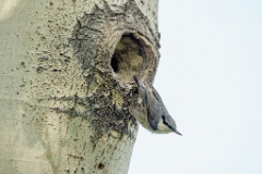 nest240613-1_Sitta_europaea_2024_0613_1700-3