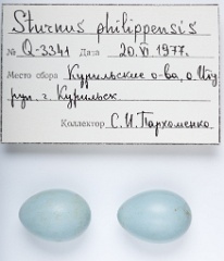 eggs_apart_Sturnia_philippensis201009291215-1