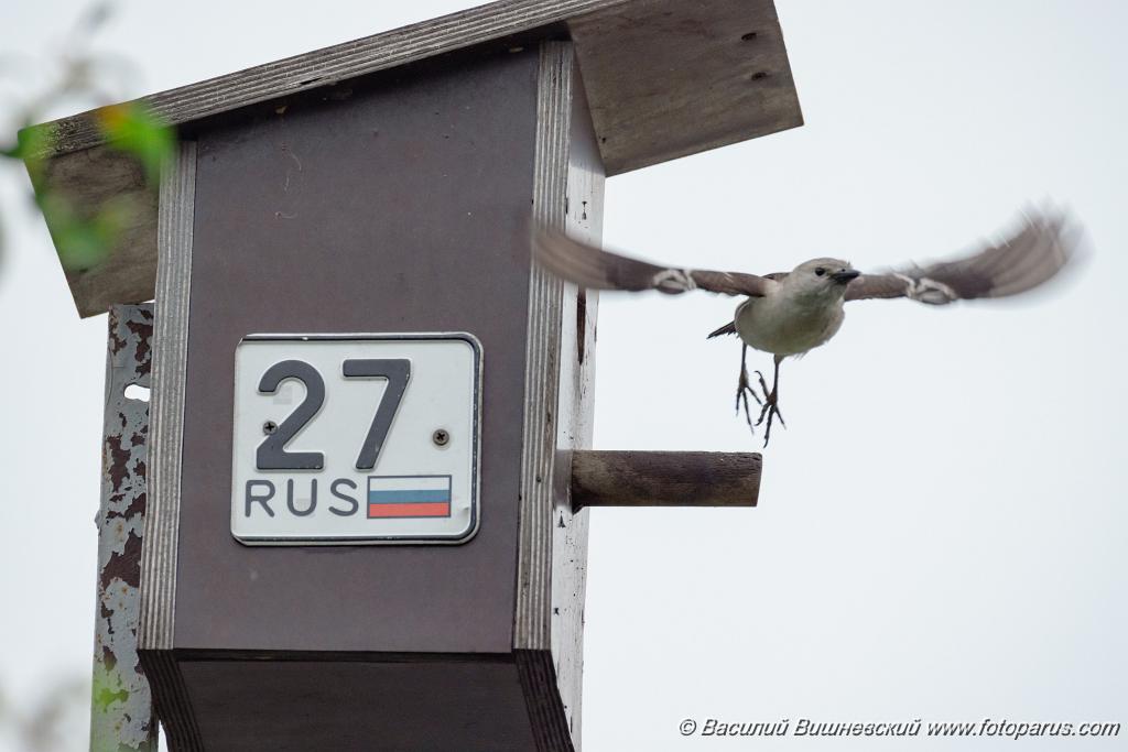 nest240617-1_Sturnia_sturnina_2024_0617_1336-14.jpg - Дальний восток. Дачи к югу от села Сосновка Хабаровского района. Садоводческое товарищество Дальэнергомонтаж. 17 июня 2024 г. nest240617-1