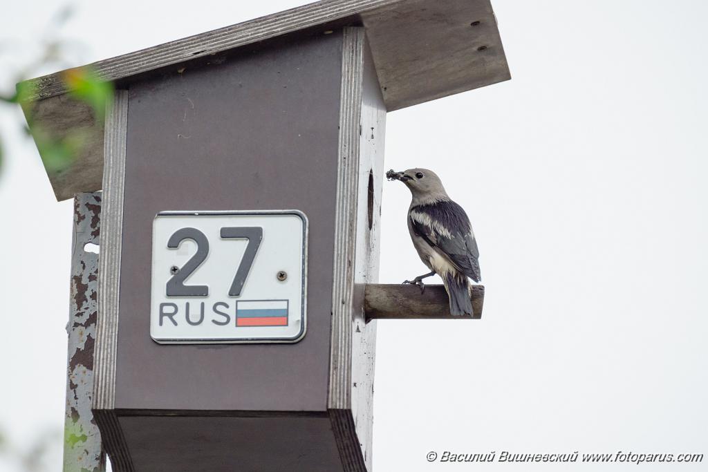 nest240617-1_Sturnia_sturnina_2024_0617_1336-15.jpg - Дальний восток. Дачи к югу от села Сосновка Хабаровского района. Садоводческое товарищество Дальэнергомонтаж. 17 июня 2024 г. nest240617-1