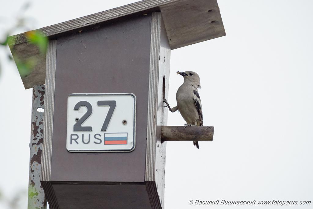 nest240617-1_Sturnia_sturnina_2024_0617_1336-18.jpg - Дальний восток. Дачи к югу от села Сосновка Хабаровского района. Садоводческое товарищество Дальэнергомонтаж. 17 июня 2024 г. nest240617-1