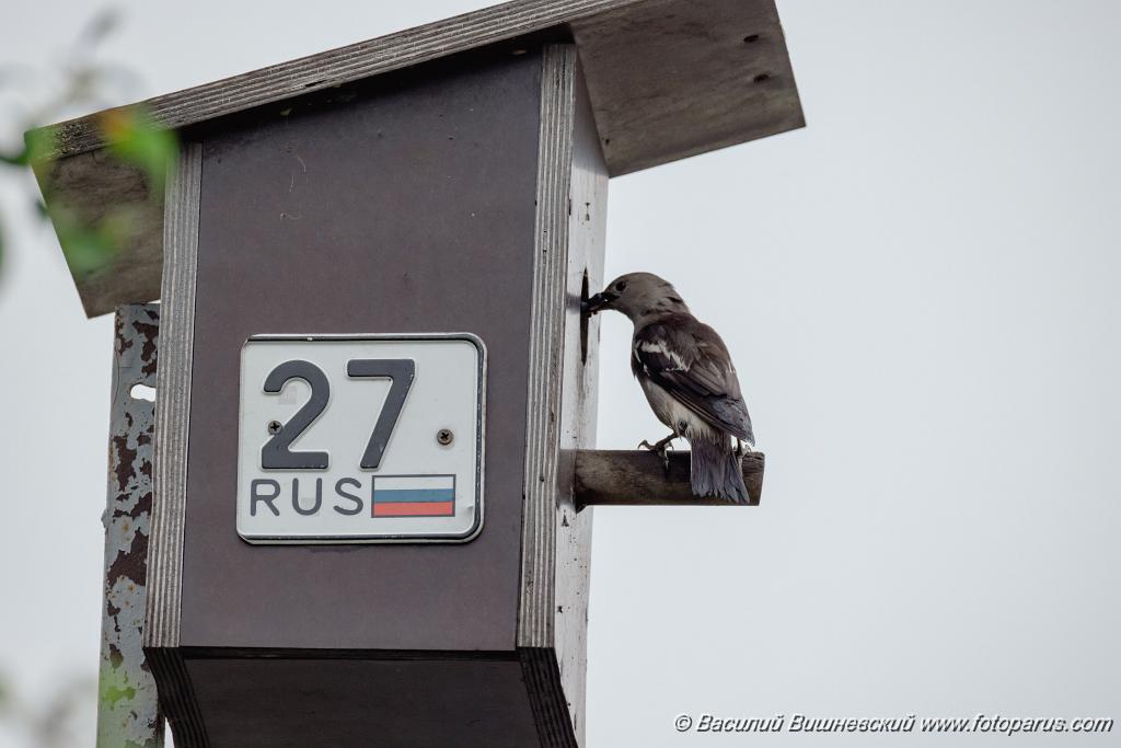 nest240617-1_Sturnia_sturnina_2024_0617_1336.jpg - Дальний восток. Дачи к югу от села Сосновка Хабаровского района. Садоводческое товарищество Дальэнергомонтаж. 17 июня 2024 г. nest240617-1