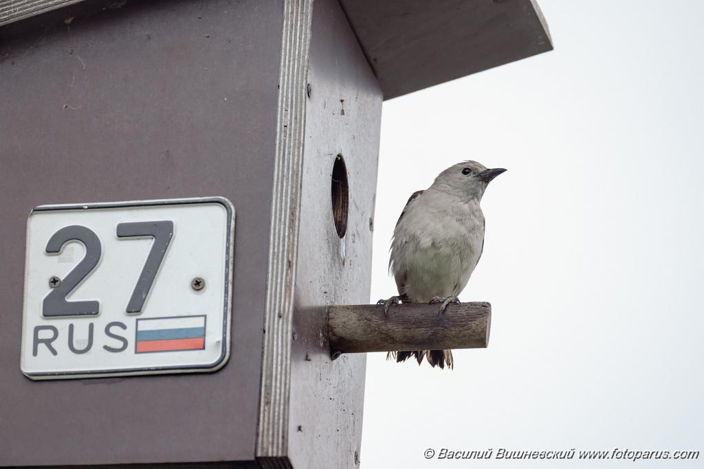 nest240617-1_Sturnia_sturnina_2024_0617_1342.jpg - Дальний восток. Дачи к югу от села Сосновка Хабаровского района. Садоводческое товарищество Дальэнергомонтаж. 17 июня 2024 г. nest240617-1