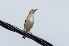 0_Sturnia_sturnina_2024_0613_1033