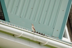 Sturnia_sturnina_2024_0613_1026-3