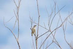 Sturnia_sturnina_2024_0613_1026-4