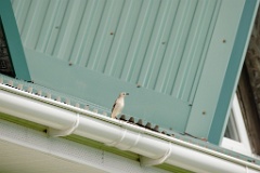 Sturnia_sturnina_2024_0613_1026