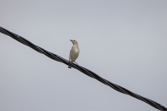 Sturnia_sturnina_2024_0613_1033-2