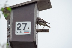 nest240617-1_Sturnia_sturnina_2024_0617_1336-12