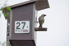 nest240617-1_Sturnia_sturnina_2024_0617_1336-13