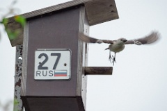 nest240617-1_Sturnia_sturnina_2024_0617_1336-14