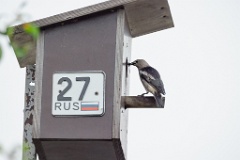 nest240617-1_Sturnia_sturnina_2024_0617_1336-16