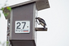 nest240617-1_Sturnia_sturnina_2024_0617_1336-17