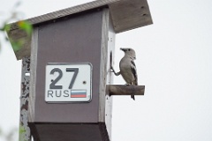 nest240617-1_Sturnia_sturnina_2024_0617_1336-18