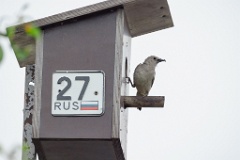 nest240617-1_Sturnia_sturnina_2024_0617_1336-19