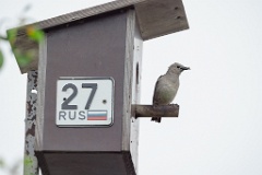 nest240617-1_Sturnia_sturnina_2024_0617_1336-20