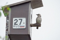 nest240617-1_Sturnia_sturnina_2024_0617_1336-21