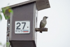 nest240617-1_Sturnia_sturnina_2024_0617_1336-22