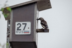 nest240617-1_Sturnia_sturnina_2024_0617_1336