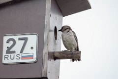 nest240617-1_Sturnia_sturnina_2024_0617_1342-2