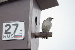 nest240617-1_Sturnia_sturnina_2024_0617_1342