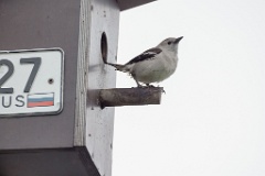 nest240617-1_Sturnia_sturnina_2024_0617_1348-2