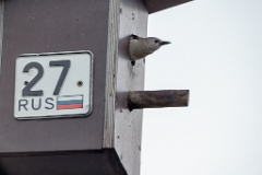 nest240617-1_Sturnia_sturnina_2024_0617_1348