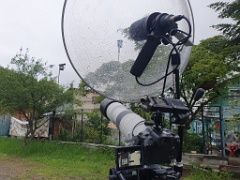 nest240617-1_Sturnia_sturnina_2024_0617_1402