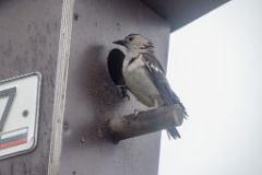 nest240617-1_Sturnia_sturnina_2024_0617_1416