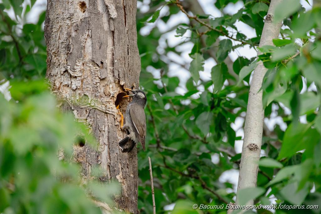 nest240604-4_Sturnus_cineraceus_2024_0604_1938.jpg - Дальний Восток, Амурская область, Тамбовский муниципальный округ, село Муравьёвка. 4 июня 2024 г. nest240604-4