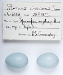 eggs_apart_Sturnus_cineraceus201009291157