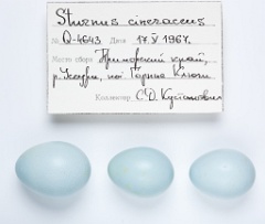 eggs_apart_Sturnus_cineraceus201009291212