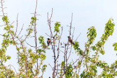 Sturnus_roseus_2021_0516_1930