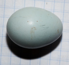 eggs_apart_Sturnus_vulgaris201001041529