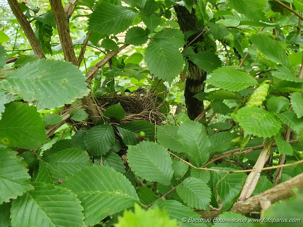 nest240618-5_Acrocephalus_aeedon_2024_0618_1510.jpg - Дальний восток. Дачи к югу от села Сосновка Хабаровского района. Садоводческое товарищество Дальэнергомонтаж. 18 июня 2024 г. Гнездо 240618-5. Камышовка толстоклювая, Acrocephalus aeedon, Phragmaticola aedon, Iduna aedon. The nest of the Thick-billed Warbler in nature.